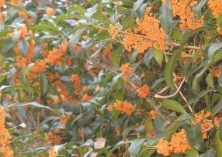 桂花茶窨制技术