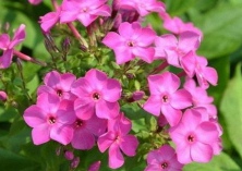 美女樱的繁殖方法