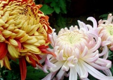 23日大观公园菊花将开展