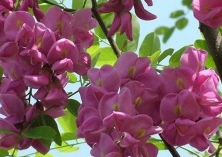 香花槐的育苗技术 香花槐的育苗技术