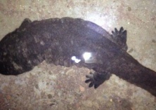 大鲵受伤趴路边过路市民紧急救助