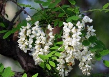 石家庄（市区国槐数达4.3万株）