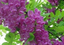香花槐