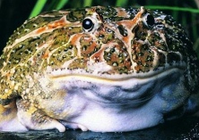 王崇京养殖癞蛤蟆收入不菲