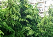 雪松种植的施肥要求