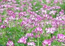 稻田紫云英栽培技术