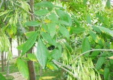 白蜡盆景嫁接桂花技术 白蜡盆景嫁接桂花技术