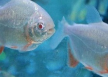 蛏子的养殖方法