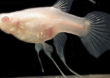 孔雀鱼养殖的正确方法