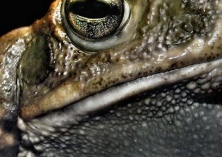 野生蟾蜍养殖技术