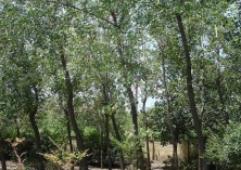 杨树腐烂病的防治