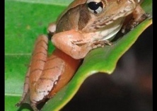 林蛙养殖之林蛙发病的原因探析