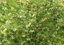 多家公园桂花树提前开花