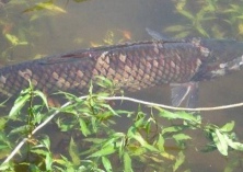 草鱼成鱼节粮型养殖技术