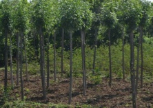 国槐种植（树苗在夏季该如何合理浇水）