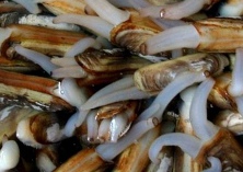 蛏子养殖的繁殖技巧