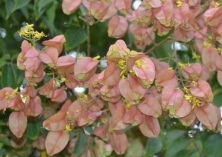 香花槐花叶病