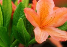 杜鹃花有毒吗？