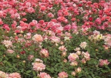 月季绿瓣病的防治