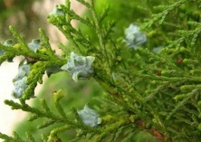 侧柏的繁育方法