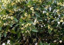 额济纳旗移栽600株容器侧柏苗