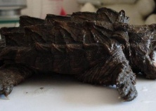 鳄鱼龟的质量鉴别