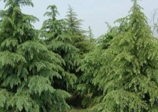 雪松灰霉病的防治