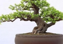 榆树盆景怎么种植(榆树盆景介绍) 榆树盆景怎么种植(榆树盆景介绍)