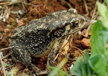蟾蜍养殖技术幼蟾蜍池的介绍
