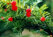 胸径10厘米国槐需量大价格将上涨