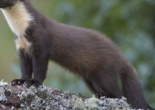 水貂笼和狐狸笼有何本质区别