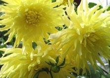 浙江菊花花市冬至迎来小热潮 浙江菊花花市冬至迎来小热潮