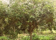 桂花树种植培育要点