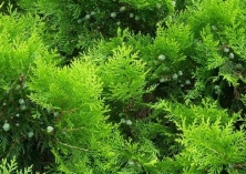 侧柏双条杉天牛的防治