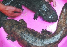 大鲵的功效与作用