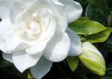 栀子花生育条件