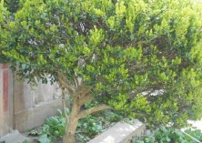 小区杨树挡光社区给其理发