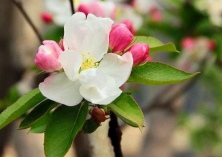 浔城桂花树盛开