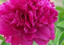 牡丹吹棉介壳虫的危害及防治