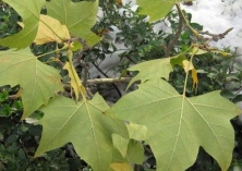 双齿长蠹法桐上的钻蛀害虫