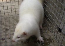 剖析貂笼的使用寿命