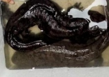 野生大鲵引种注意事项