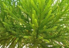 侧伯叶枯病简介