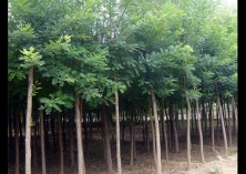 国槐种植的播种育苗技术