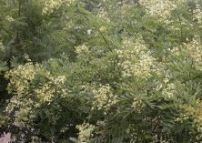 科学繁育与栽培国槐