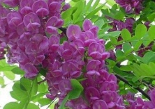 香花槐的扦插技术 香花槐的扦插技术