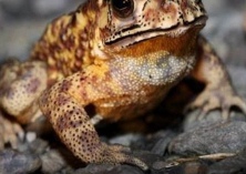 赵文强蟾蜍养殖路