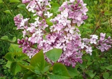 桂花快速育苗方法