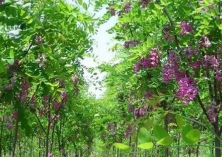 香花槐的育苗方法 香花槐的育苗方法