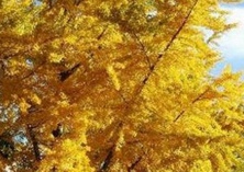 银杏树移载季节的选择